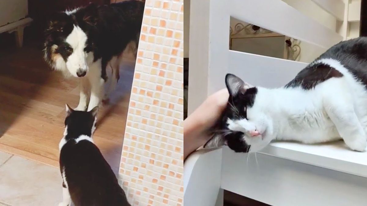 Dog Teaches Scared Foster Cat How To Accept Love
