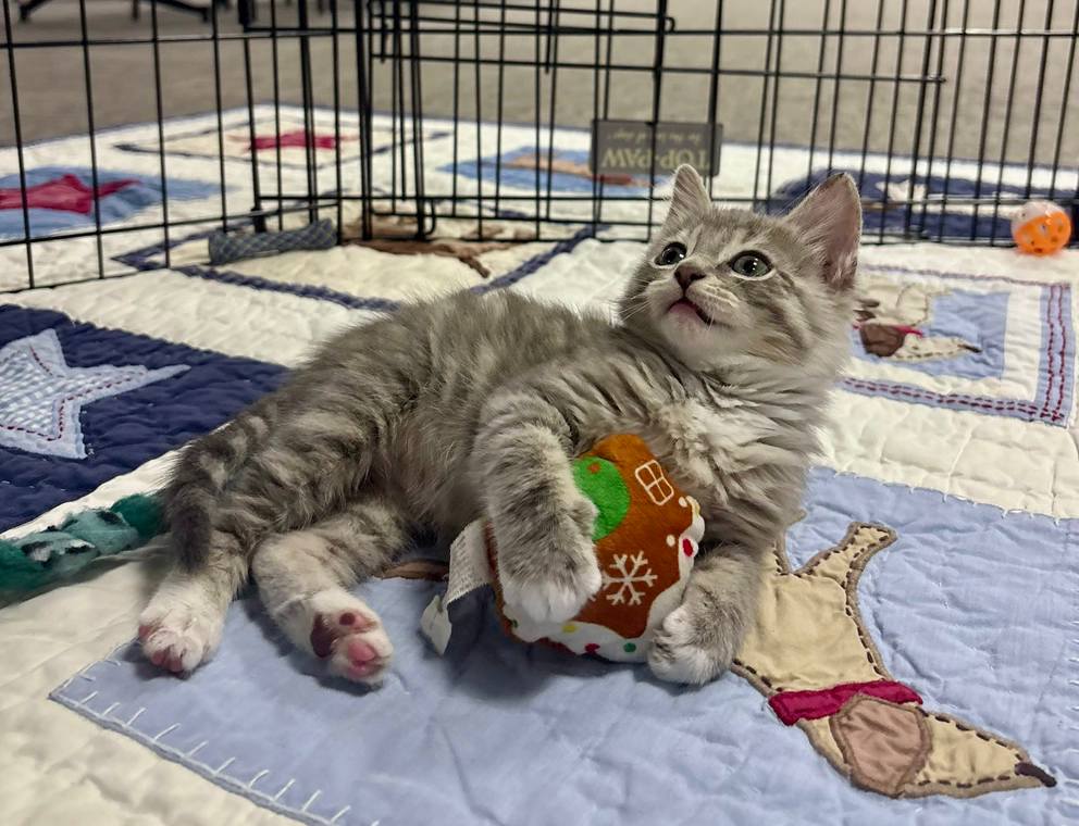 Elmer the Kitten Survives
