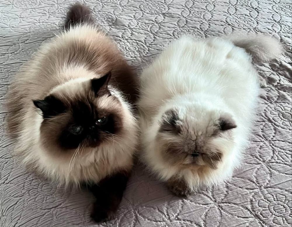 Ernie and Jixie