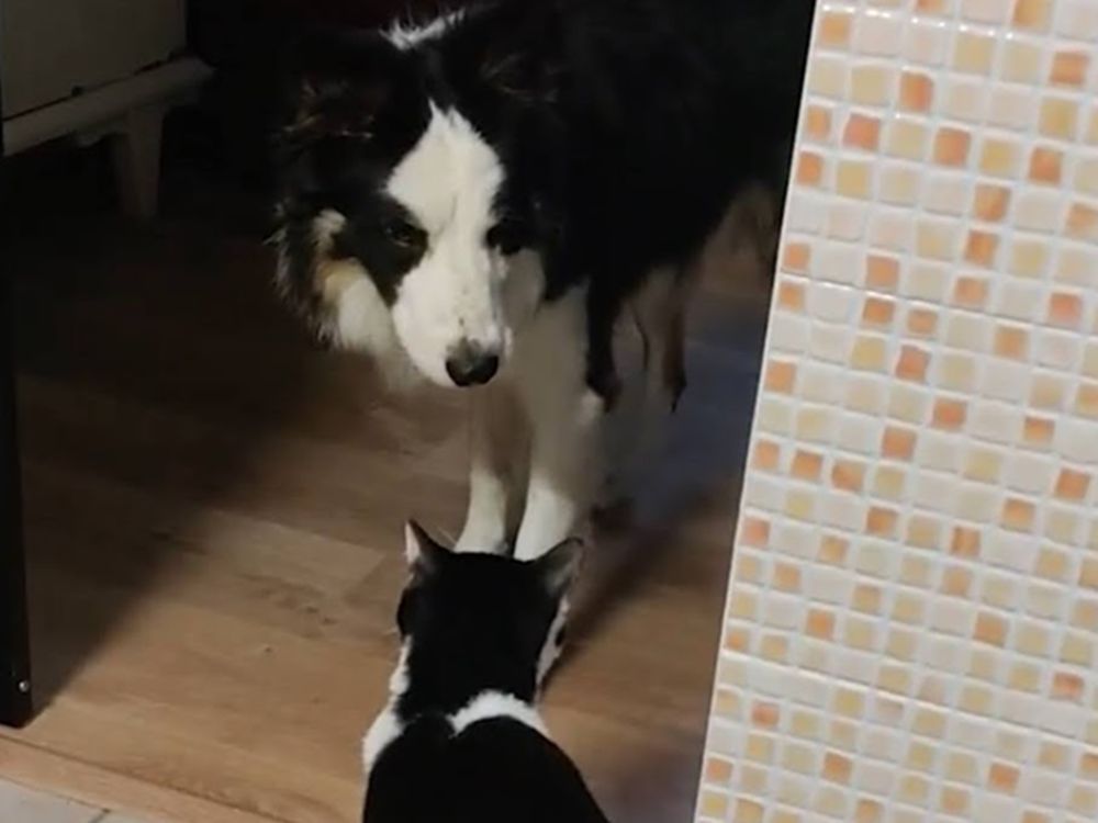 Foster Cat and dog
