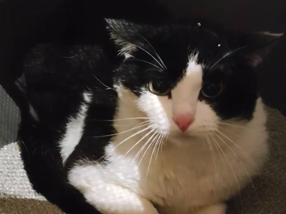 Foster Cat