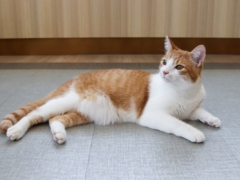 orange cat
