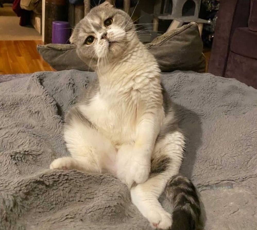 Haggis⁣