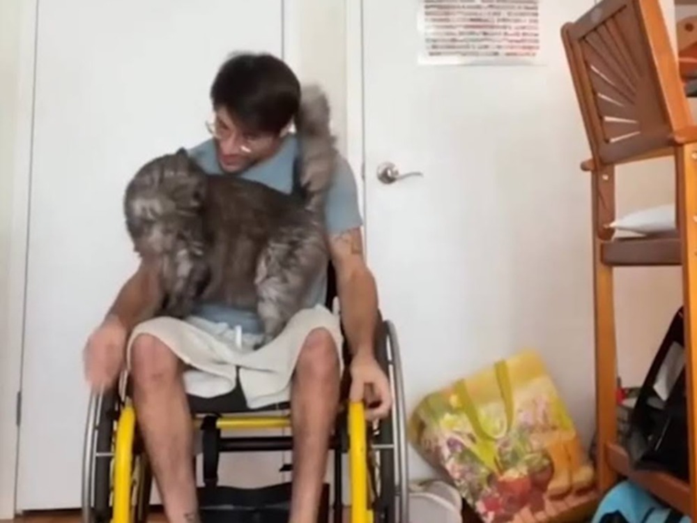 The Power of Cats