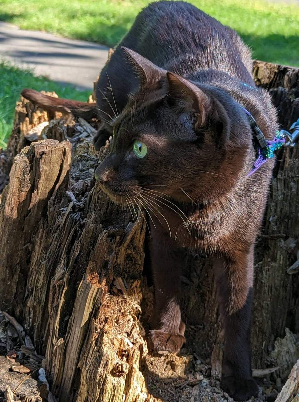 Maximus