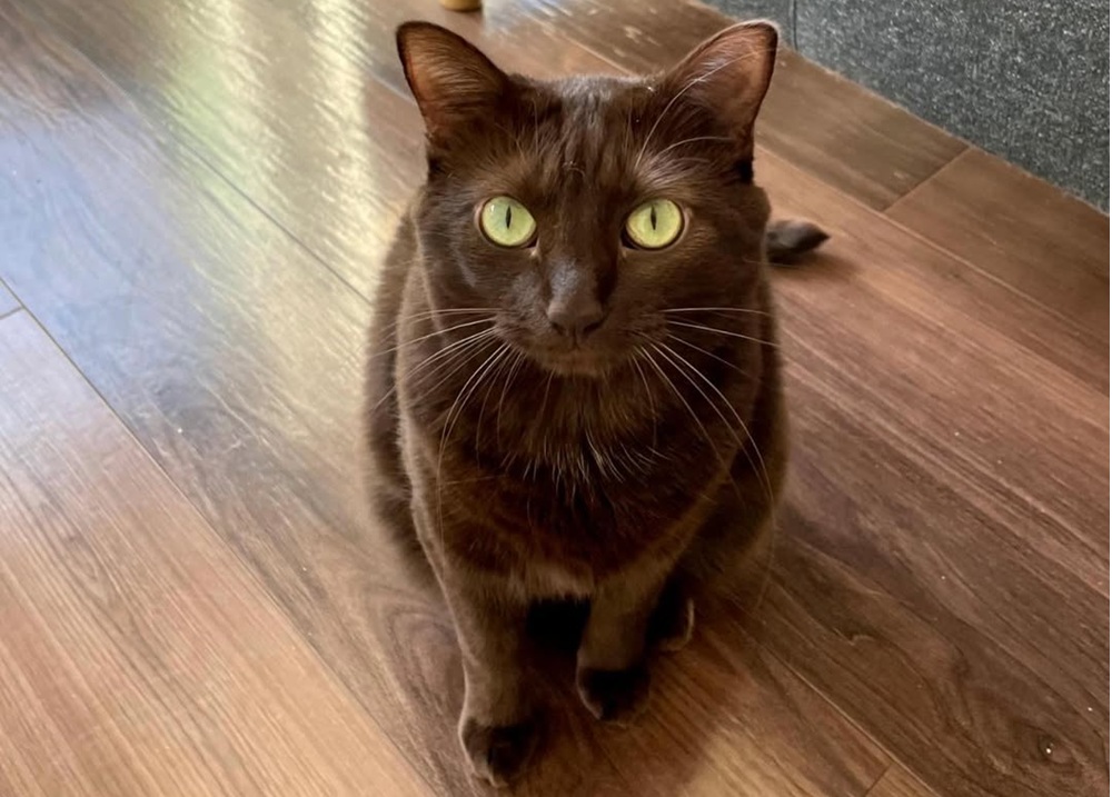 Muffin cat