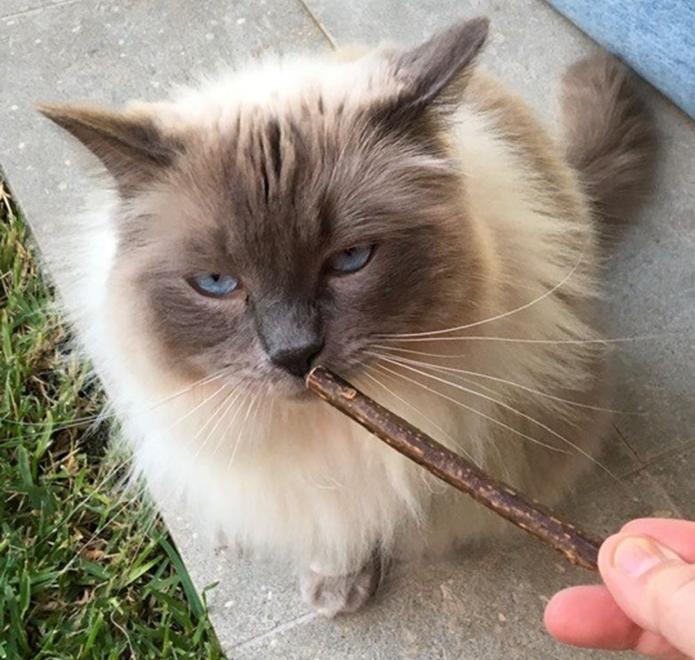 Silvervine sticks can help a cat cope with air gnawing behavior by providing a natural, and stimulating outlet for their urge to chew