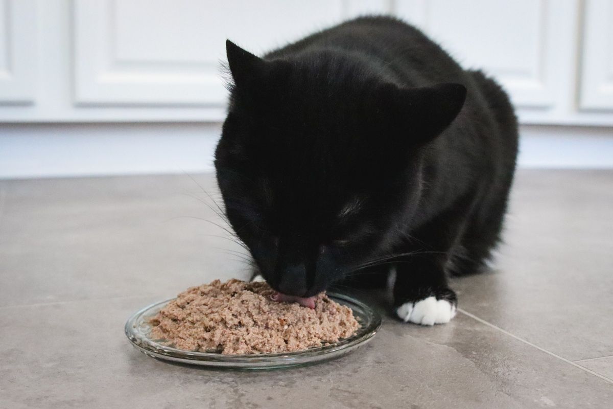 Cat Microbiome Favors Wet Cat Food