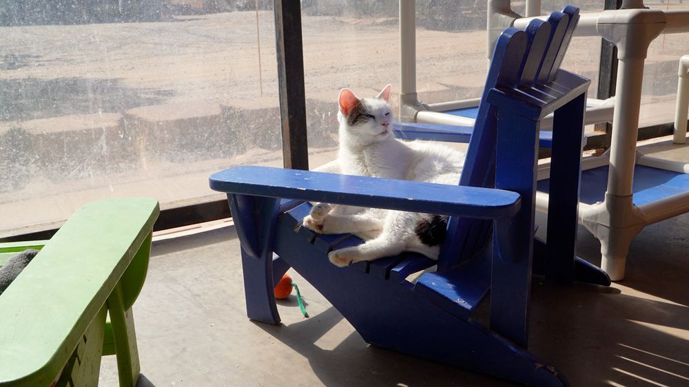 The Cat Carpenter_HZ