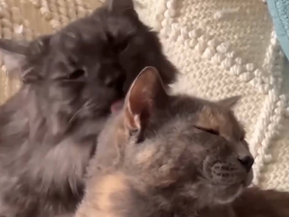 The Power of Cats