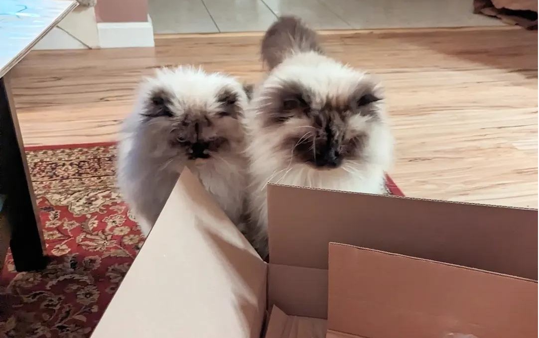 Tiberius, Mika, and Millie