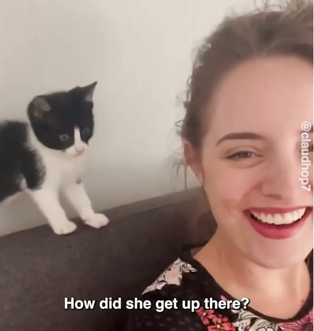 Tiny Kitten