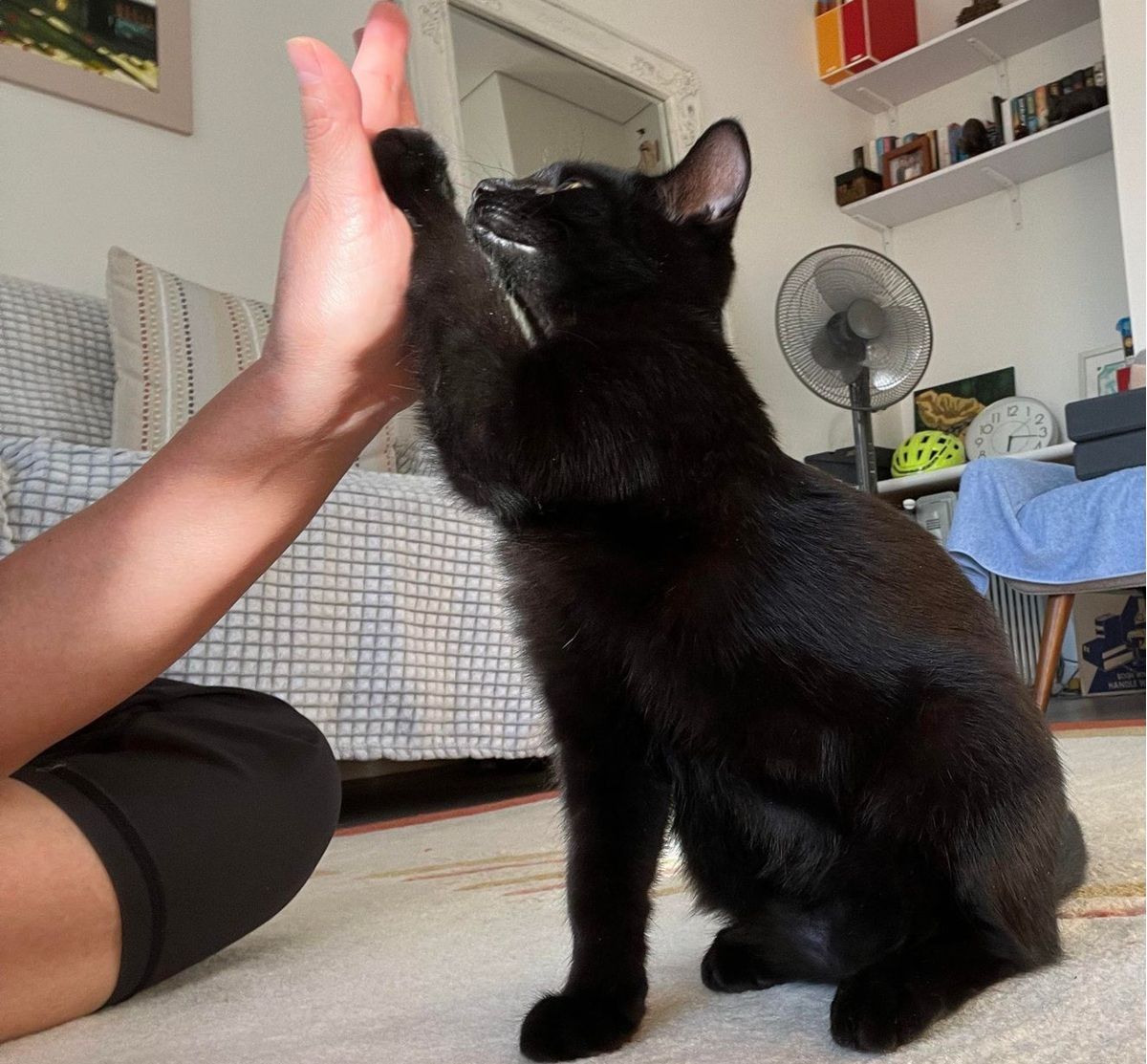 Study on Cats Talking Different to Men and Women