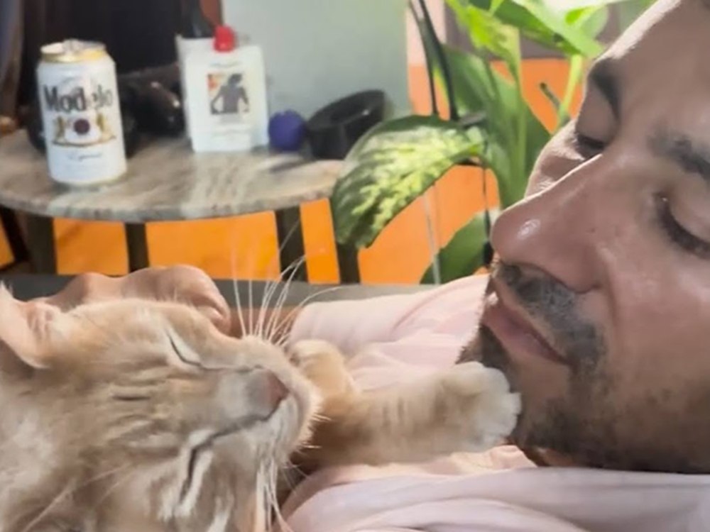 caring cat