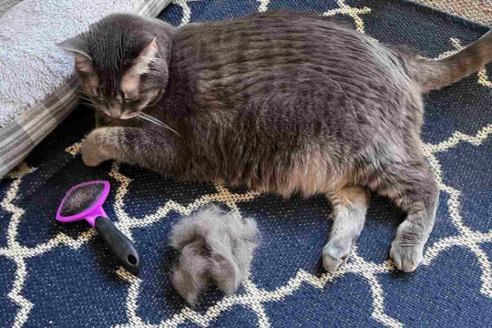 Can You Shave a Cat?