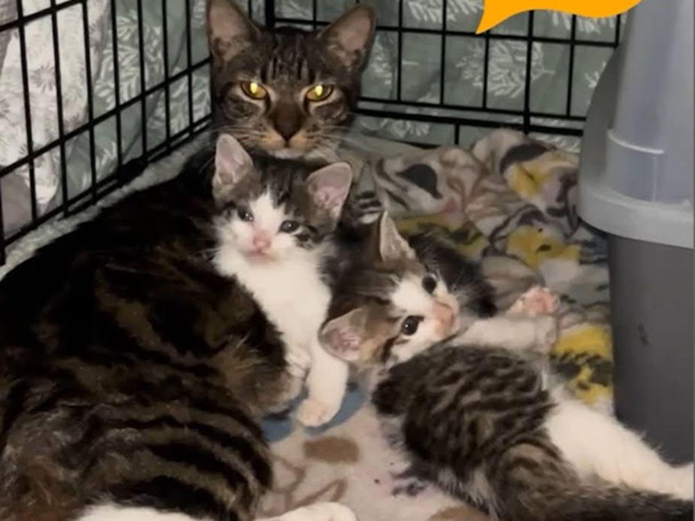 kittens came to life