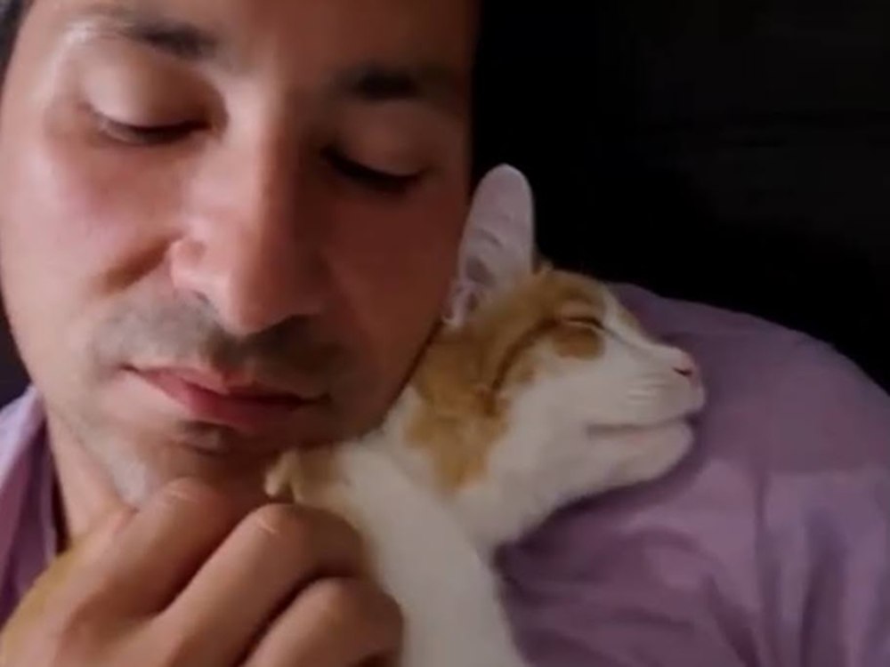 loving cat