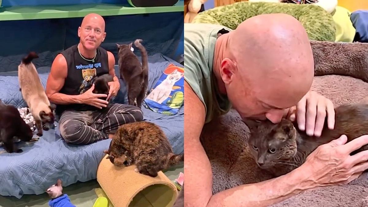 peter makes Disney World for Cats