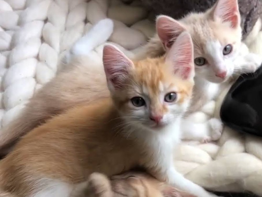 the kittens