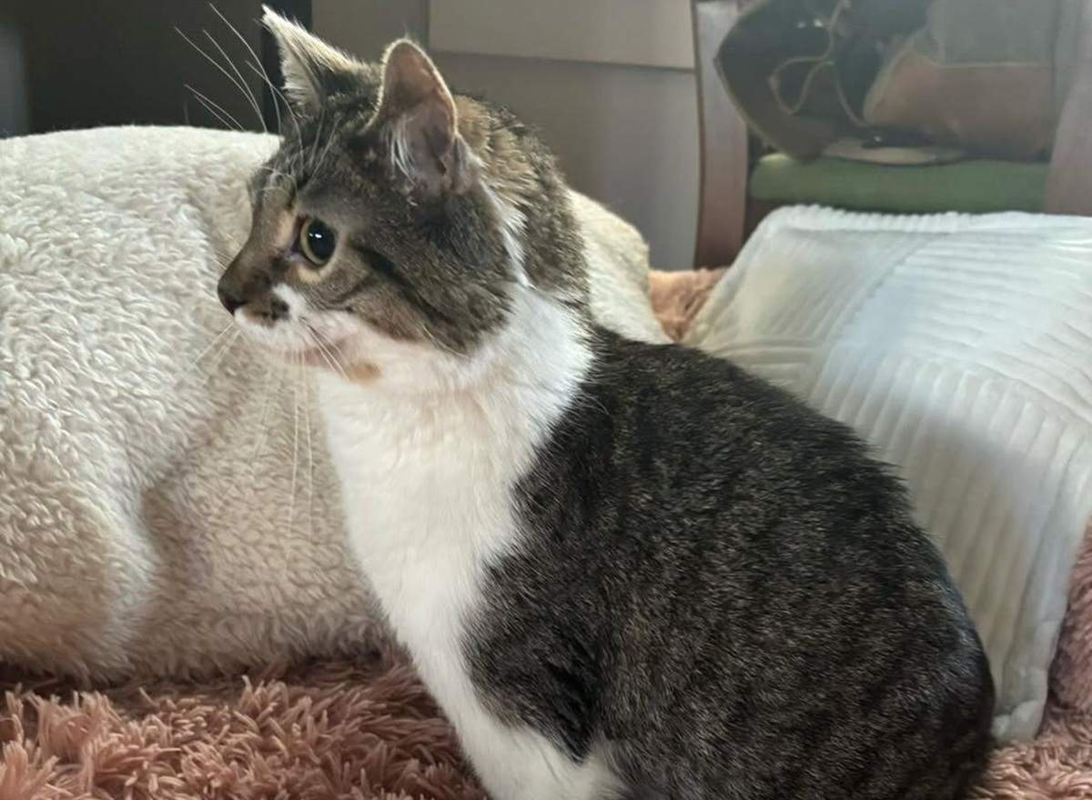 thefootlesscat