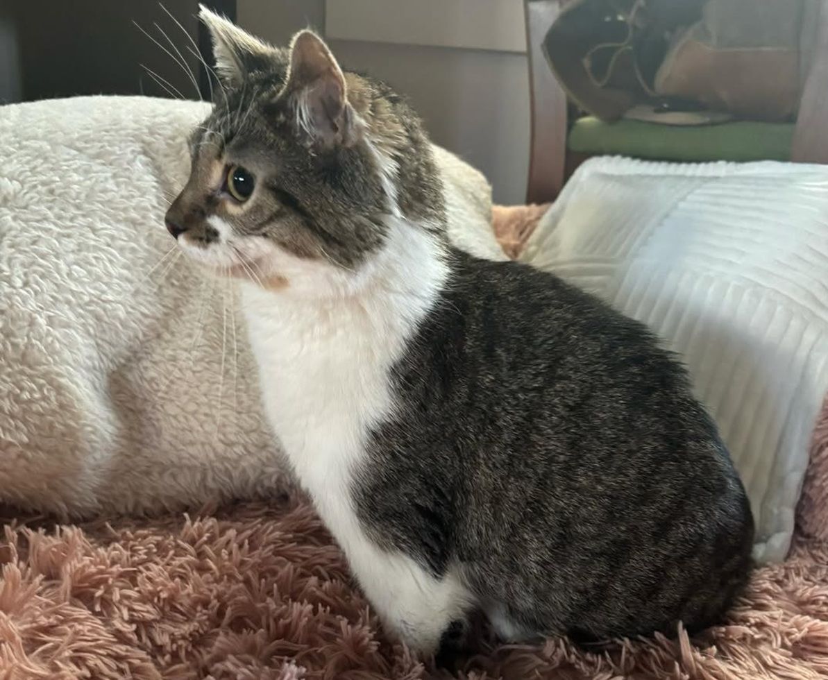 thefootlesscat