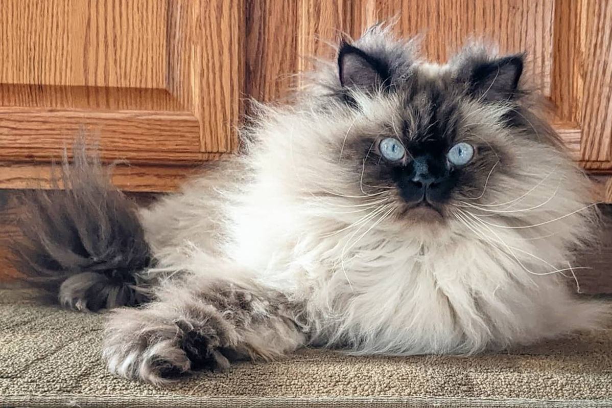 tiberius_the_himalayan