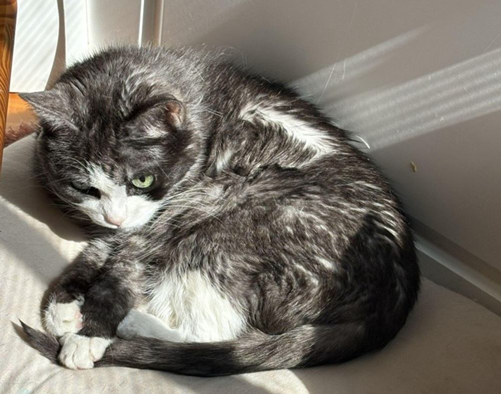 A grey cat laying in the sun on a pillow.
