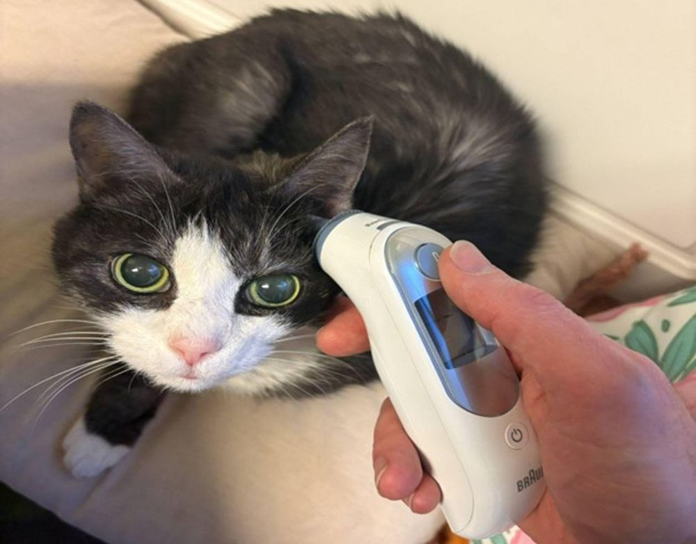 A grey cat laying on a pillow with a human hand inserting an ear thermometer into her ear.