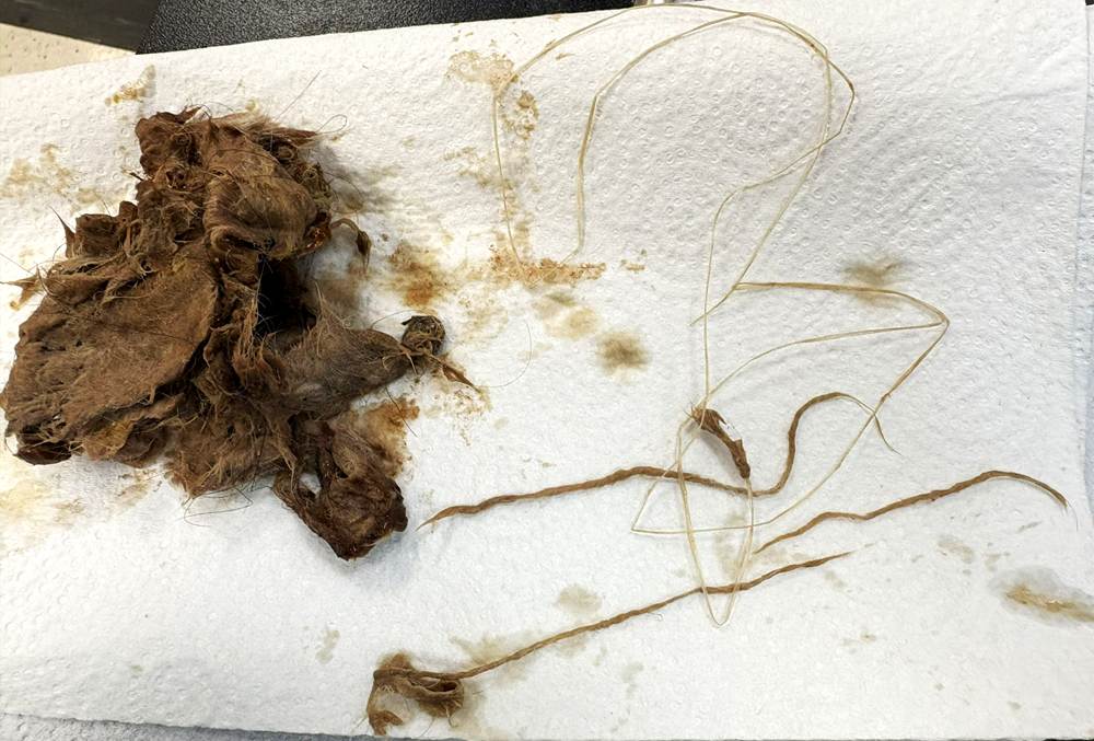A wad of hair and coils of dental floss removed from a cat’s stomach during surgery, laid out on a white paper towel.
