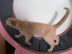 Best Cat Exercise Wheels