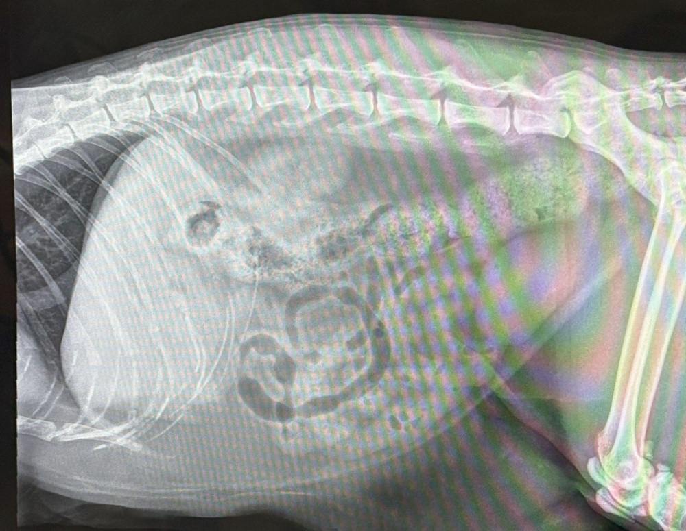 Black and white x-ray image showing a cat xray skeleton and highlighting large, firm stool in the colon.