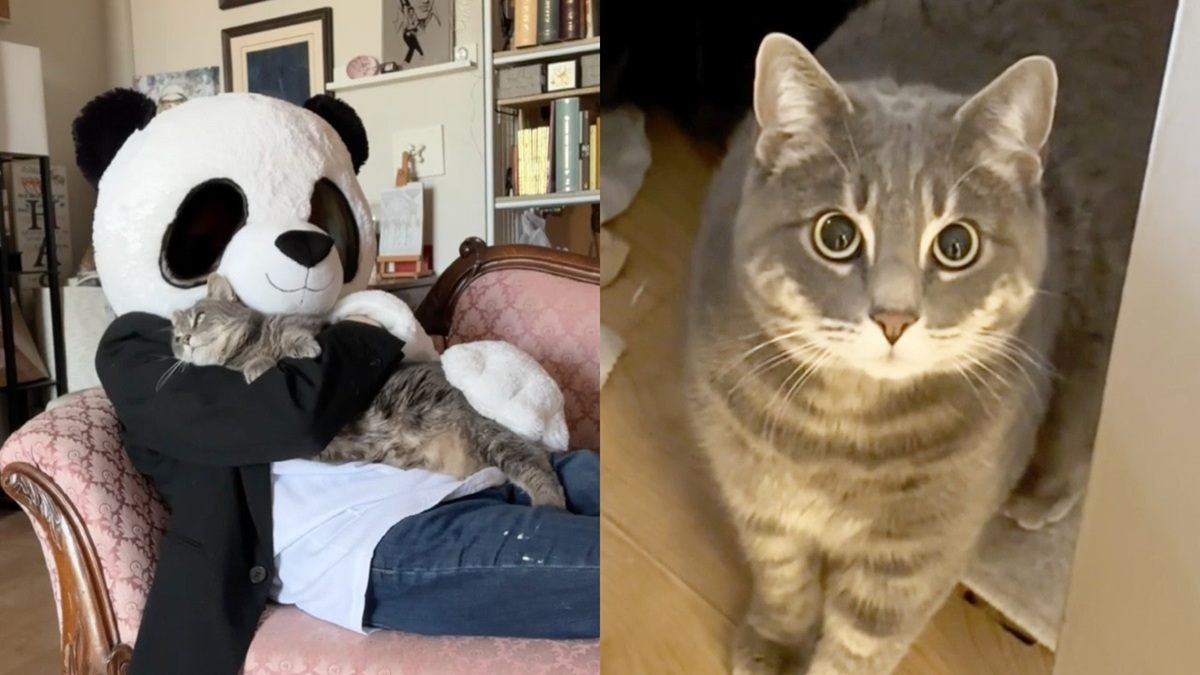Cat Doesn't Like Her Mom--Until She Wears a Panda Costume!
