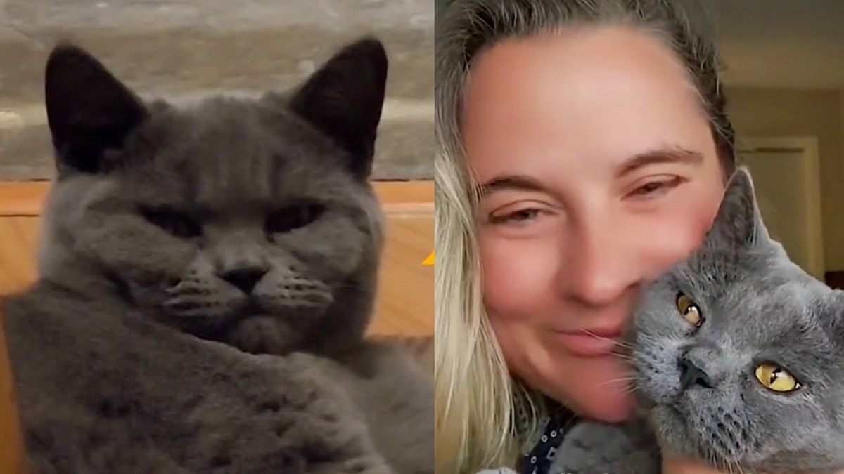 Cat Has the Silliest