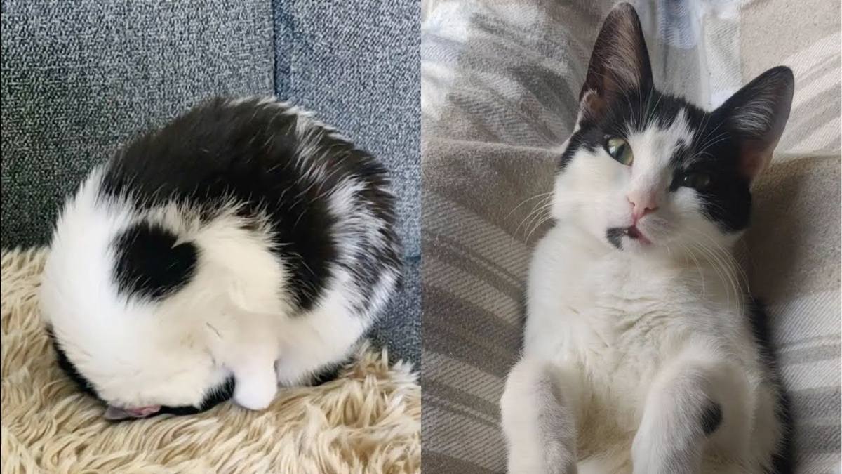 Cat Who Sleeps Like a Hedgehog