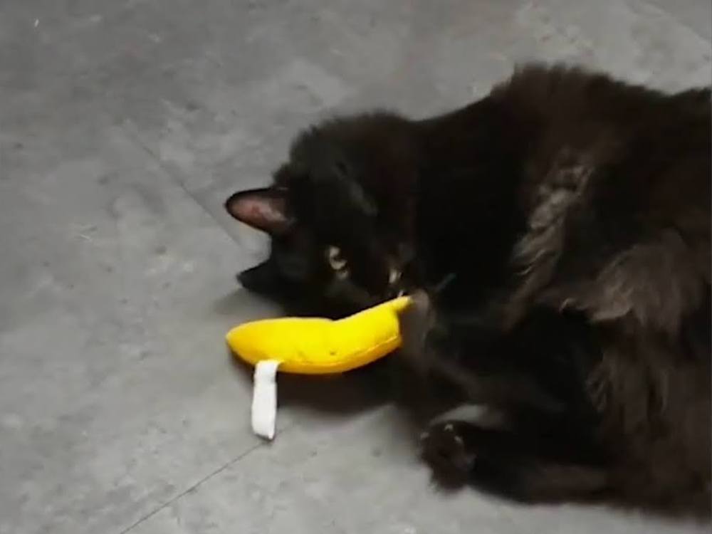 Cats Care More Than You Think!