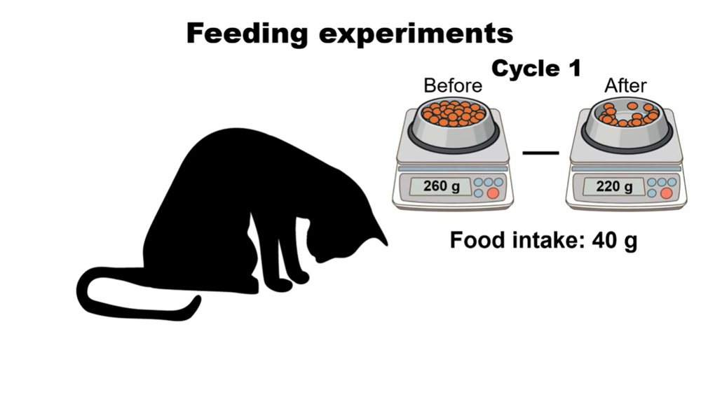 Cats Stop Eating.