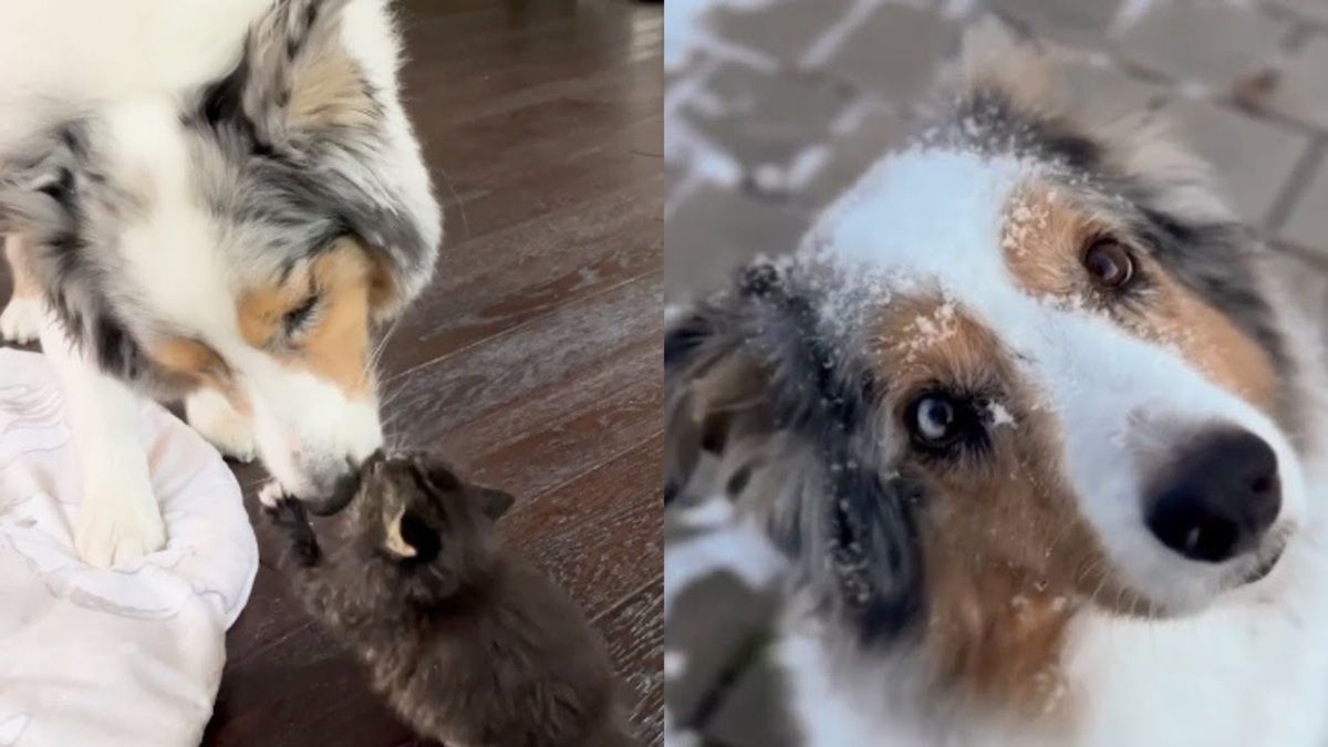 Dog Inspired His Humans to Save Cats Around the World!