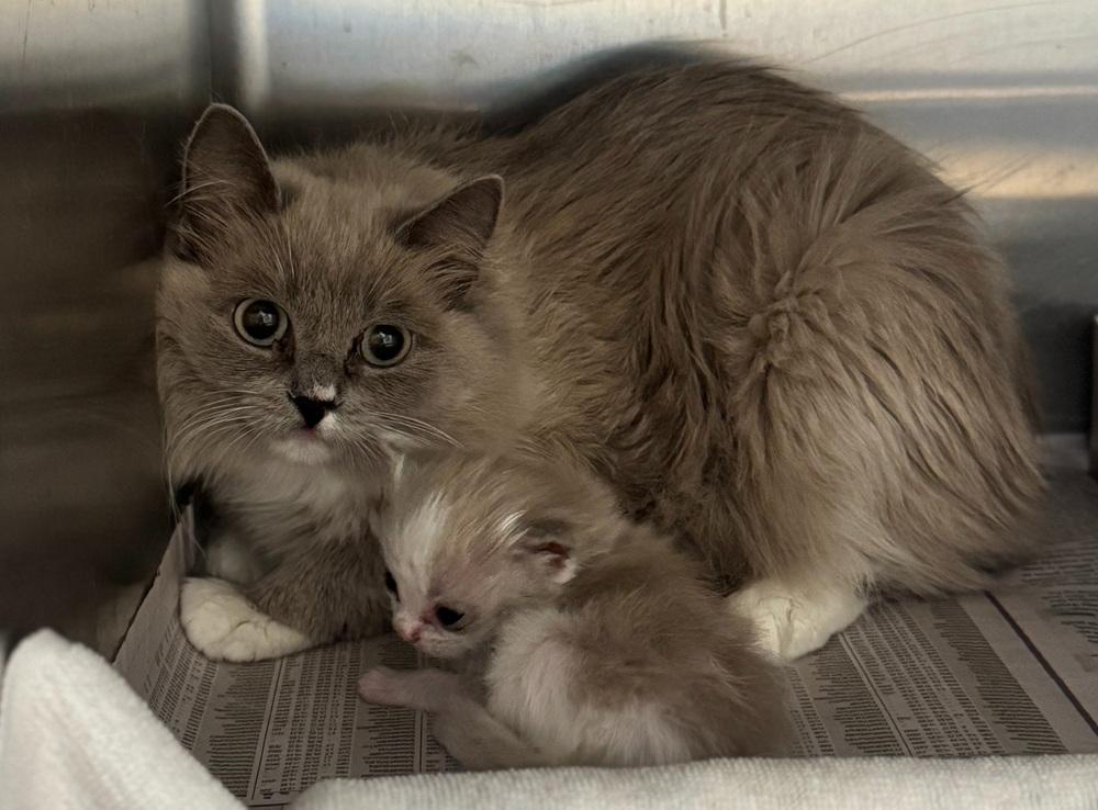 Dozen Ragdolls Rescued