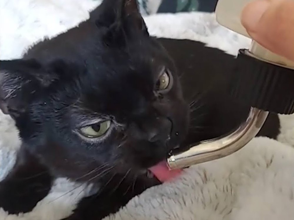 Dwarfism in Cats