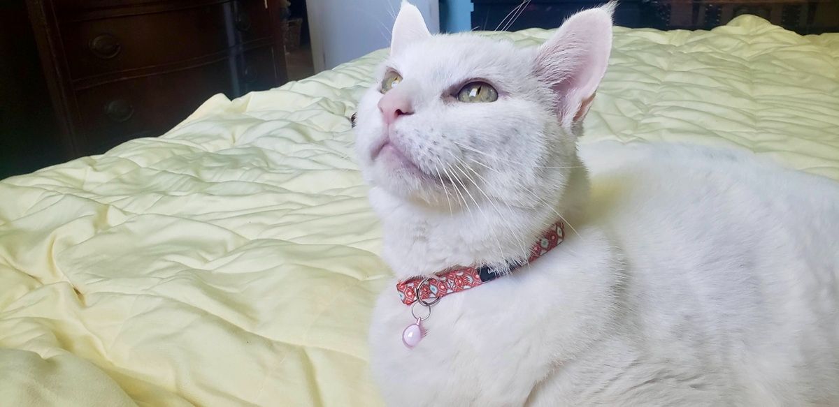 Father’s Day Gift Ideas for Cat Dads