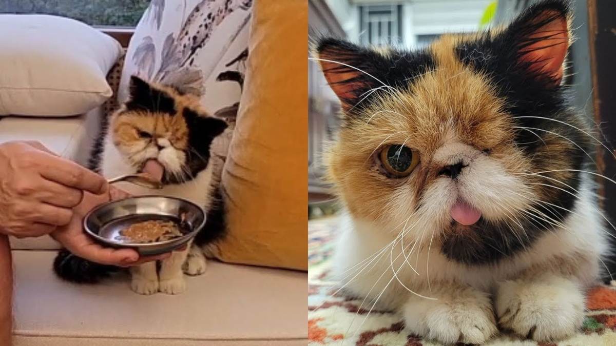 From Sick Rescue Cat to Spoiled Princess