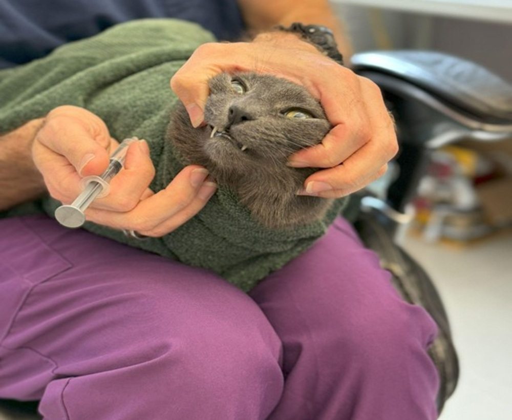 Grey cat wrapped in a towel, hand holding a syringe with liquid to give the cat.