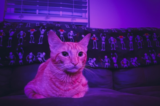 Why Does My Cat Meow At Night?