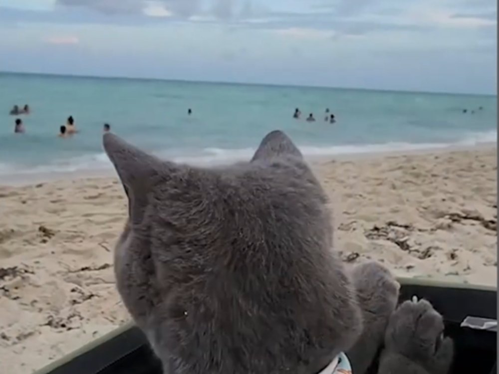 How to Socialize a Cat