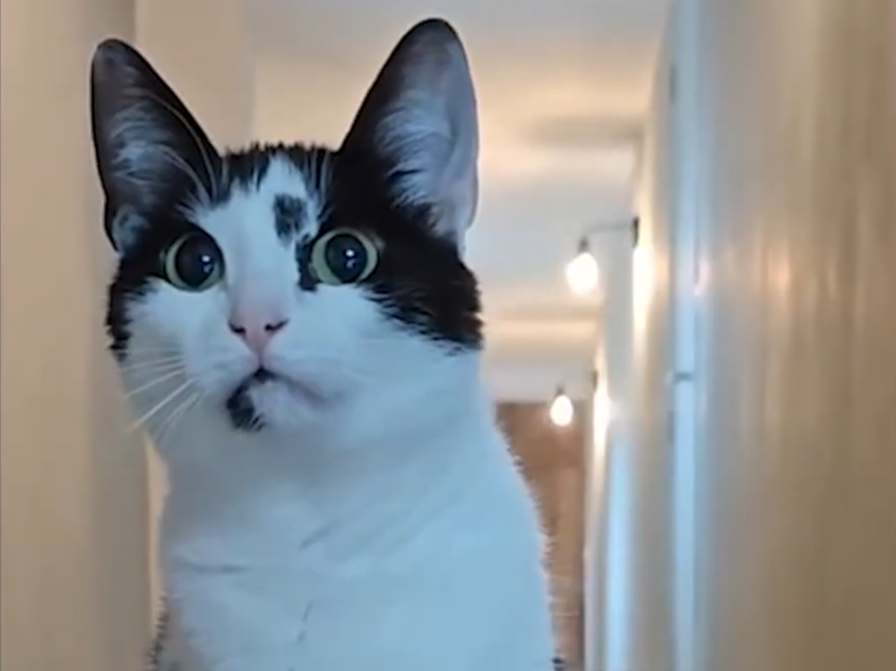 Kamil is his mom’s miracle cat