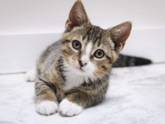 Kittens