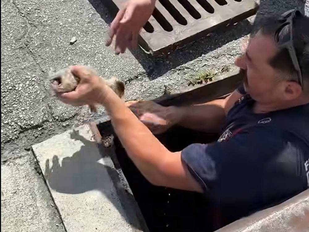 Kittens Keep Turning up in Storm Drains