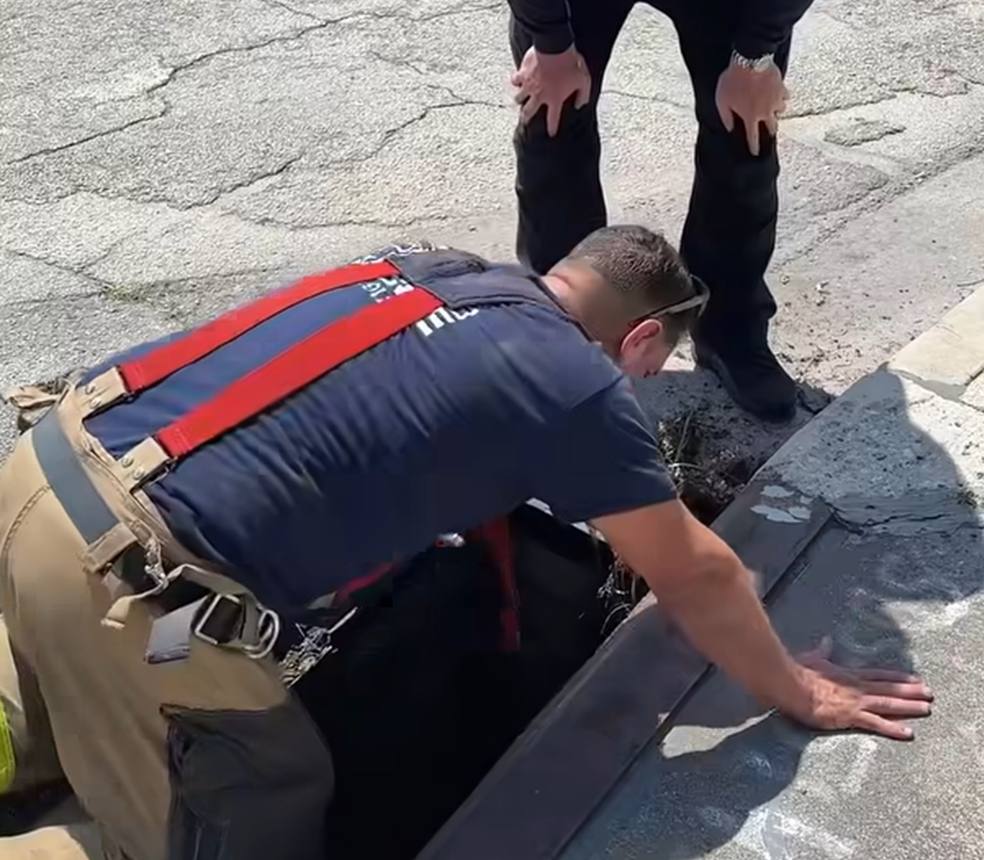 Kittens Keep Turning up in Storm Drains