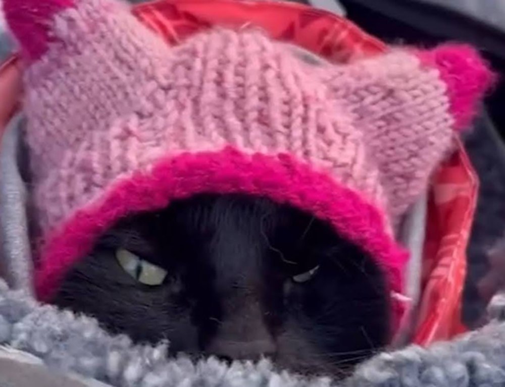 Lava cute cat