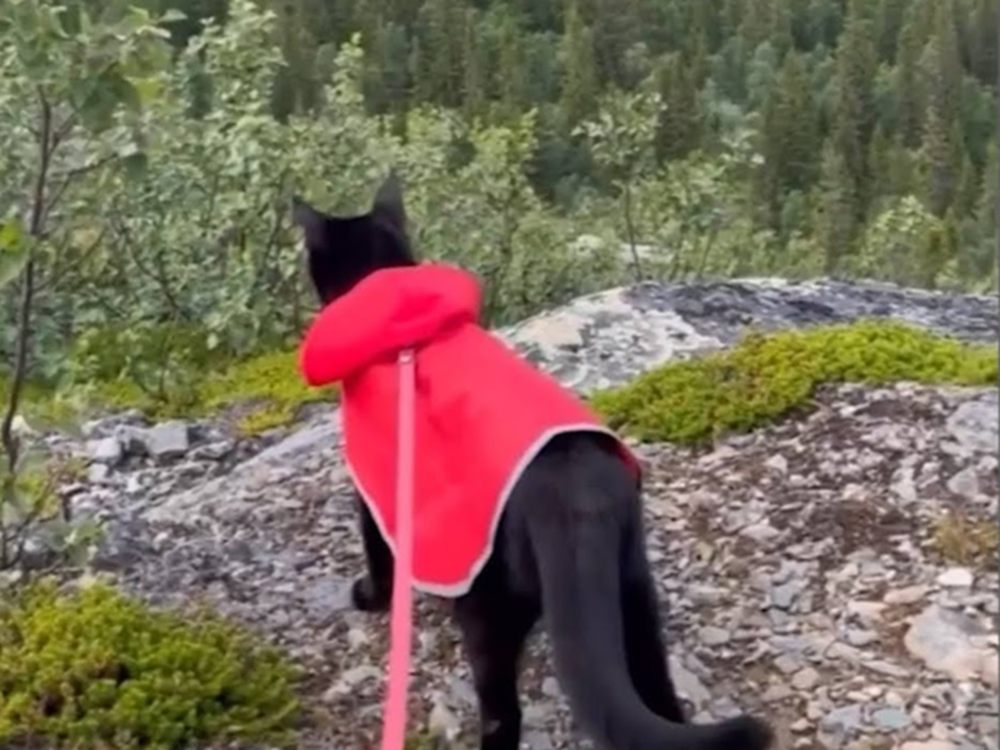 Lava is Learning to explore